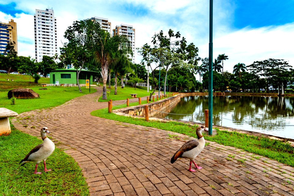 LeandroMoura Alameda (Lago) das Rosas Goiania-GO