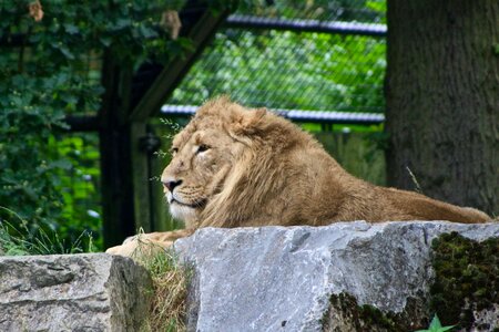 Lion planckendael zoo photo
