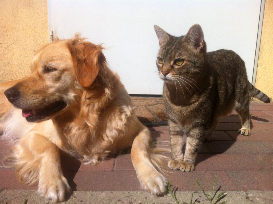 Cat animals pets