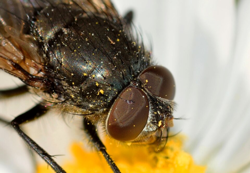 Insects diptera moscow
