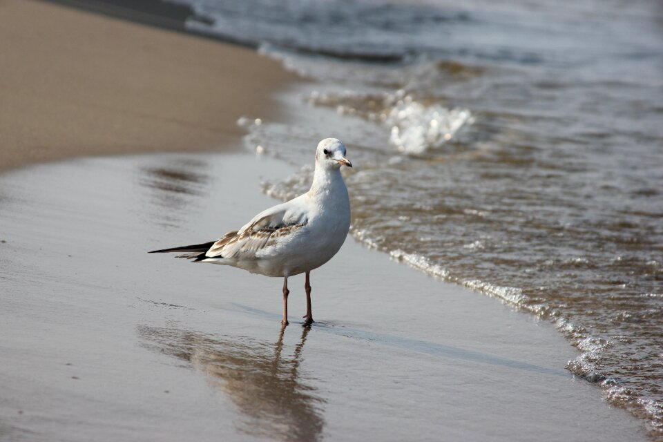 Nature sea water bird