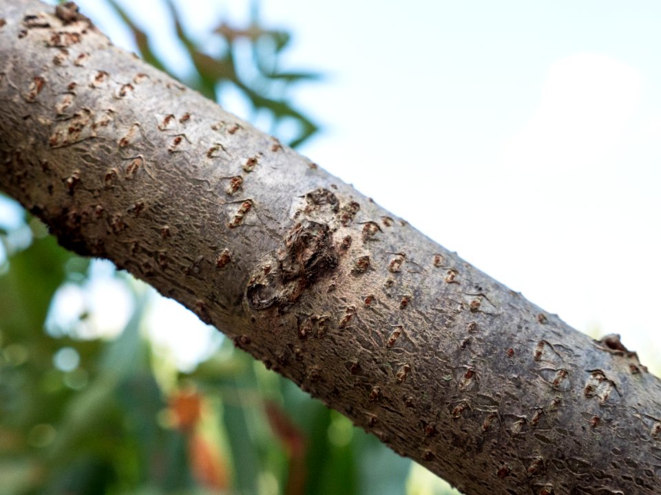 20180829-APHIS-LSC-0850