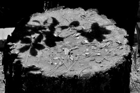 Stump Shadow Show