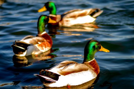 Mallard Ducks photo