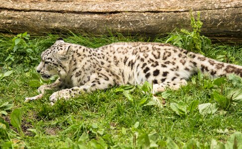 Amurinleopardi leopard cat
