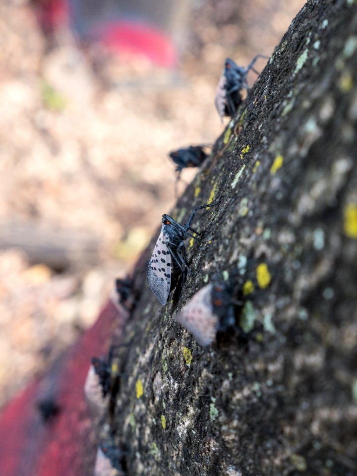 20180830-APHIS-LSC-1671