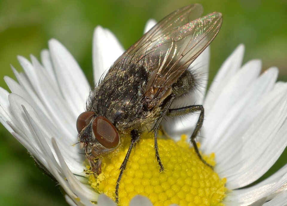 Insects diptera moscow