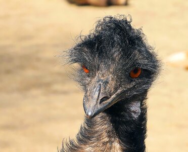Bill flightless bird australia