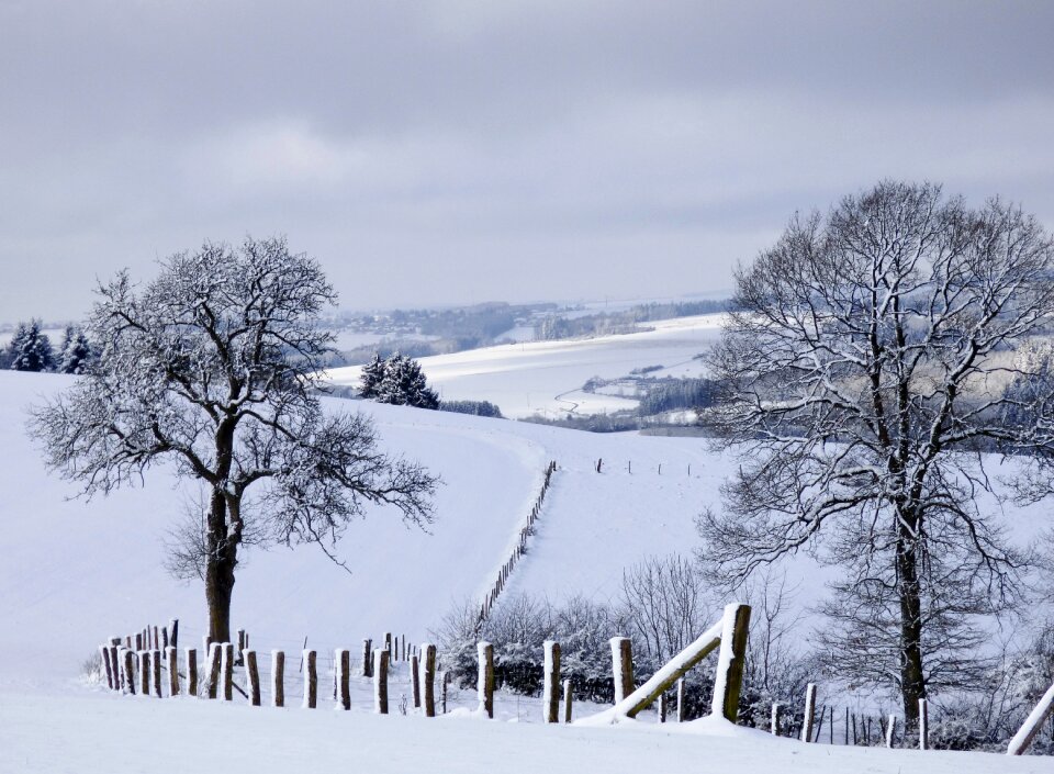 Winter white nature
