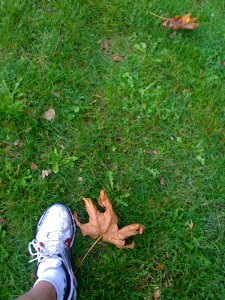 Oregon Running photo