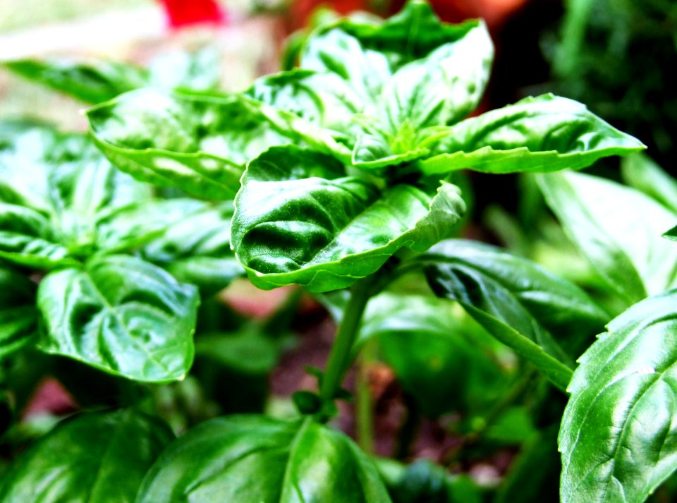 Basilico-Basil-Albahaca-Taormina-Sicilia-Italy - Creative Commons by gnuckx