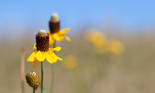 Coneflower or Microphone?