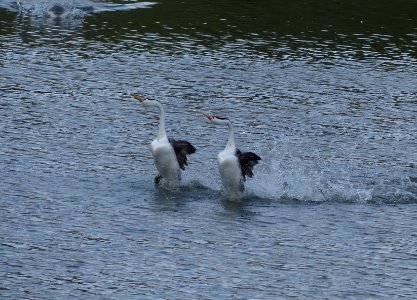 Clark's Grebe photo