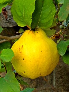 Tree yellow nature