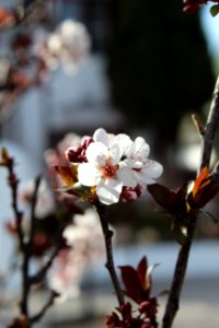 flor