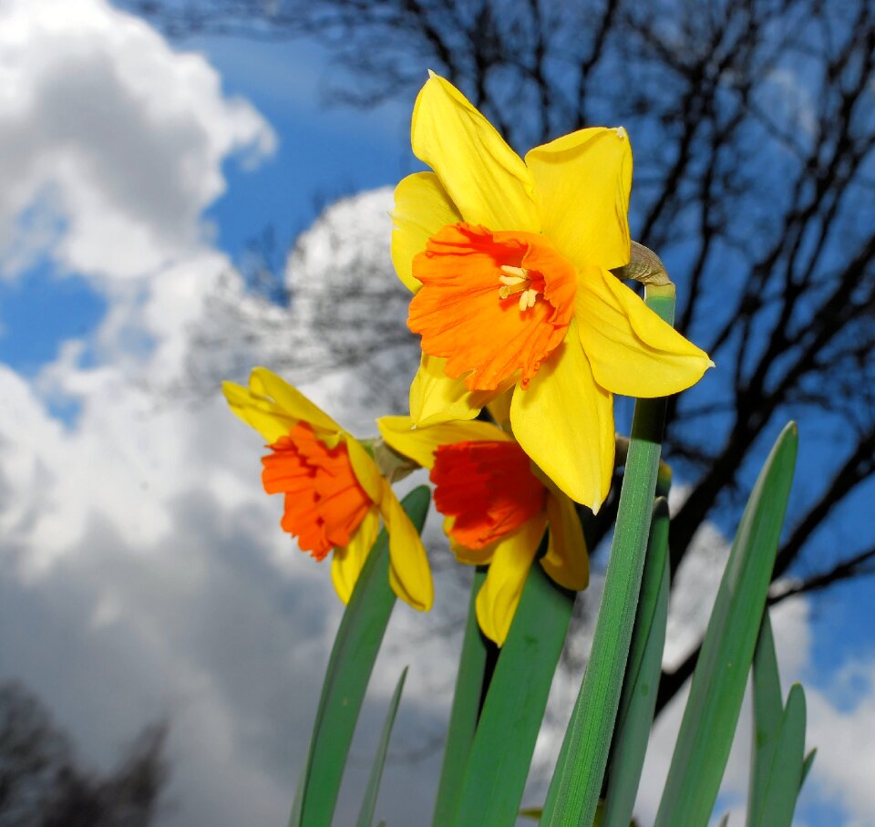 Yellow daffodil spring photo