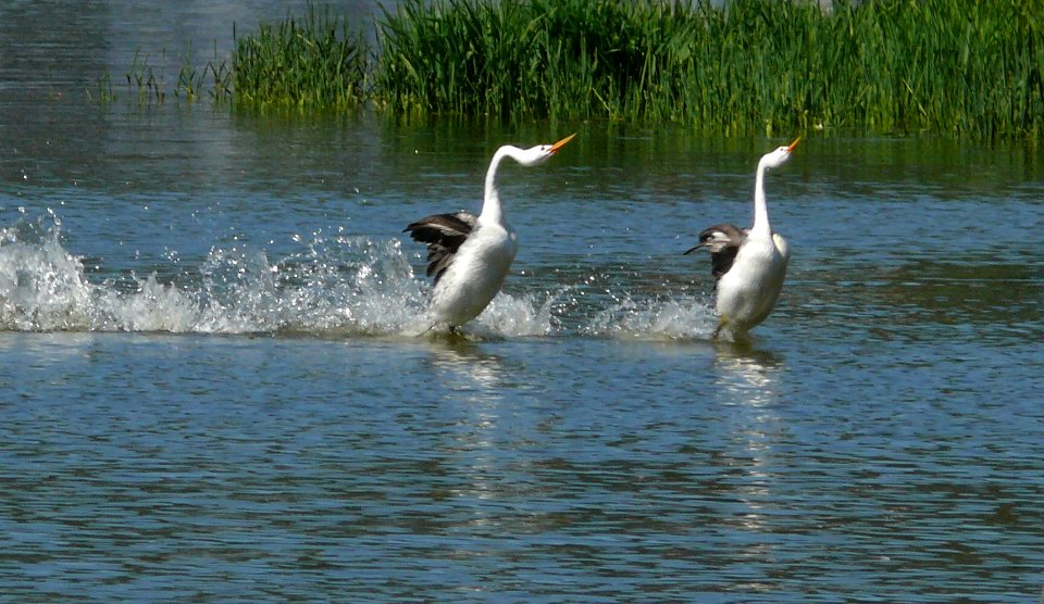 Clark's Grebe Water Dance. photo