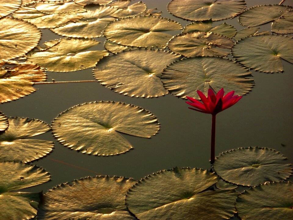 Water lily aquatic plant pond