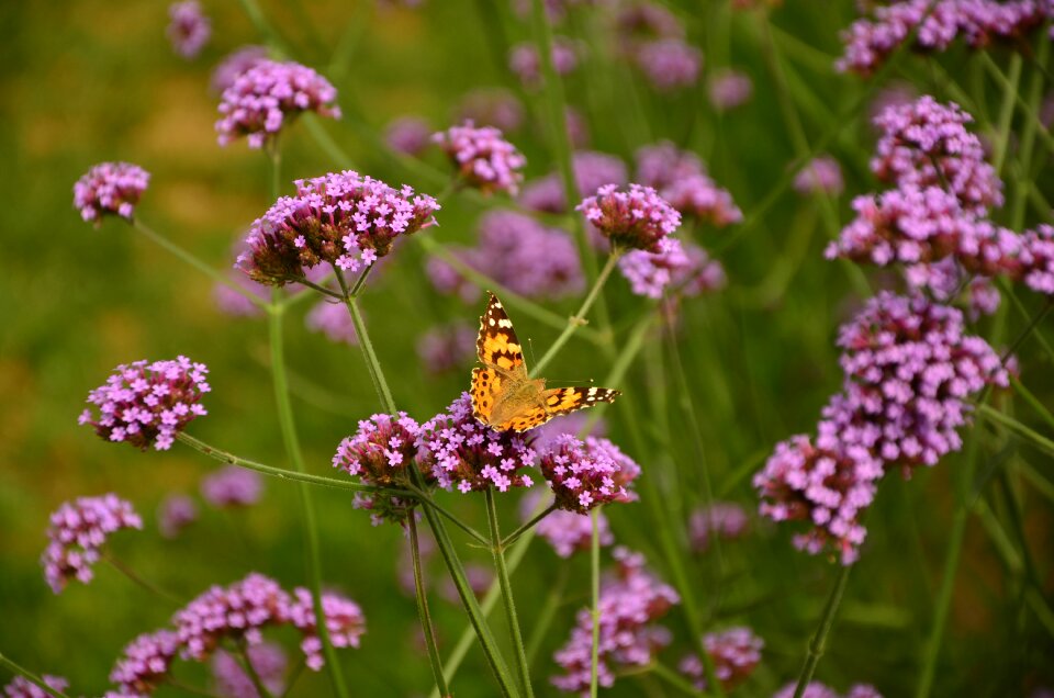 Verbena pink flowers meadow