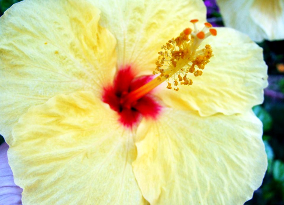 Yellow Hibiscus Flower-Taormina-Sicilia-Italy - Creative Commons by gnuckx