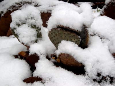 Snow on Cactus photo