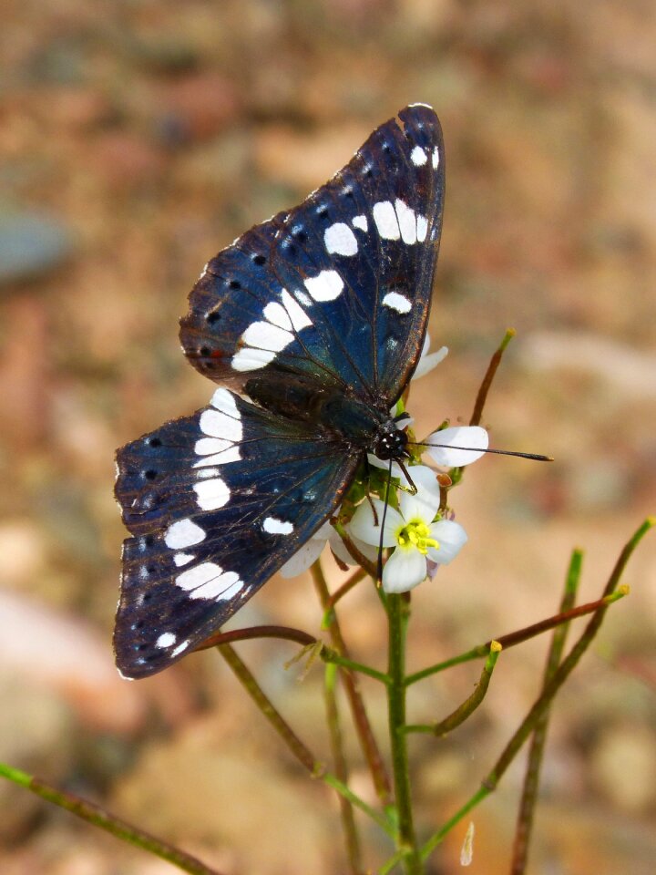 Black and white wings insect