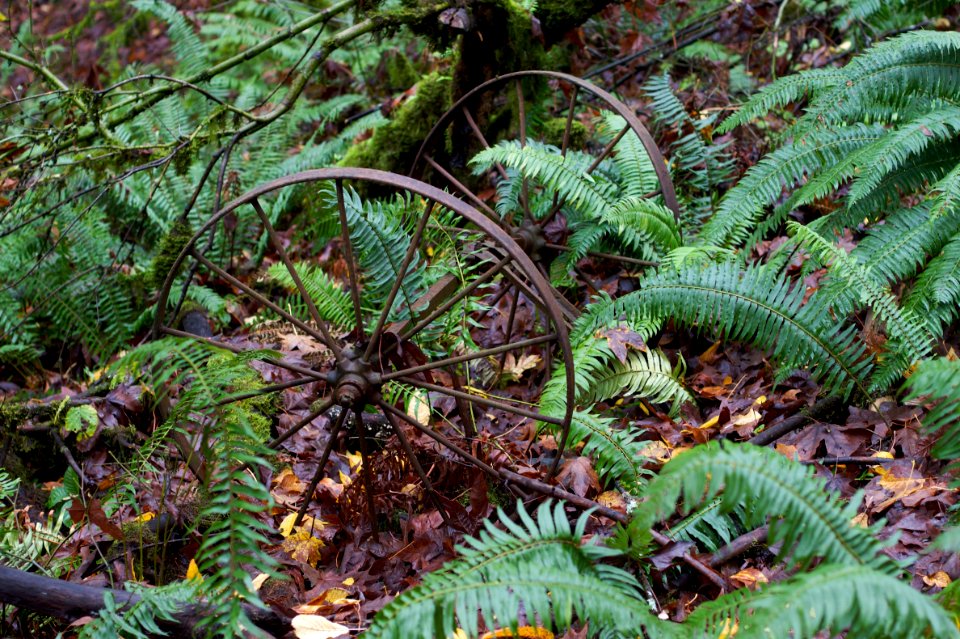 Lost Wagon Wheels