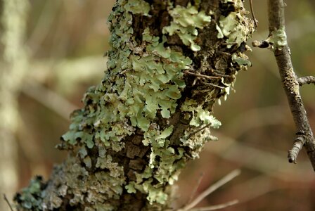 Lichen trees bark