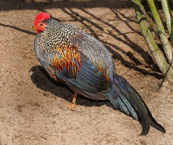 Animal cockscomb pride