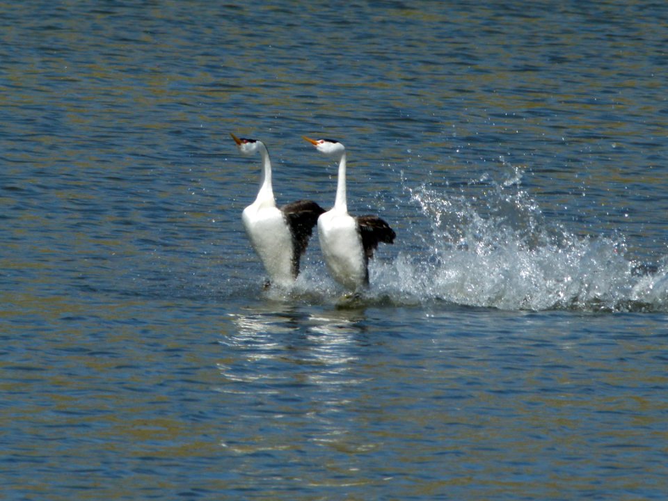Grebe Water Dance