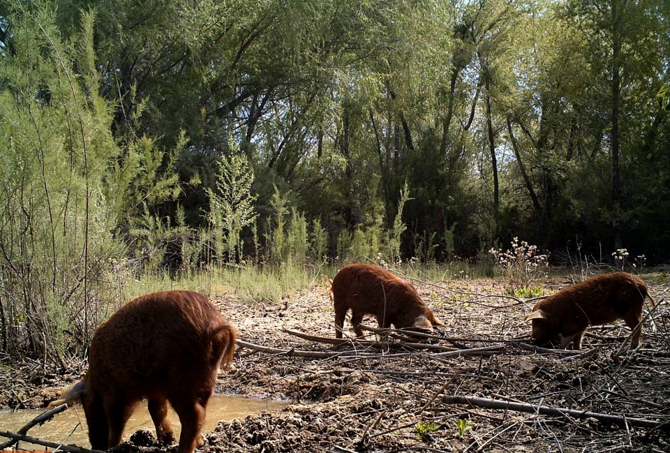 Feral swine foraging
