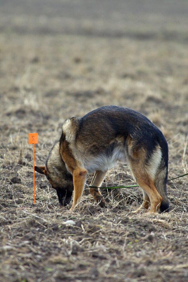 Competition dog animal