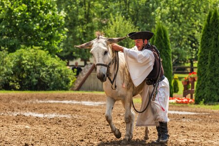 Domestic animal hungarian tradition
