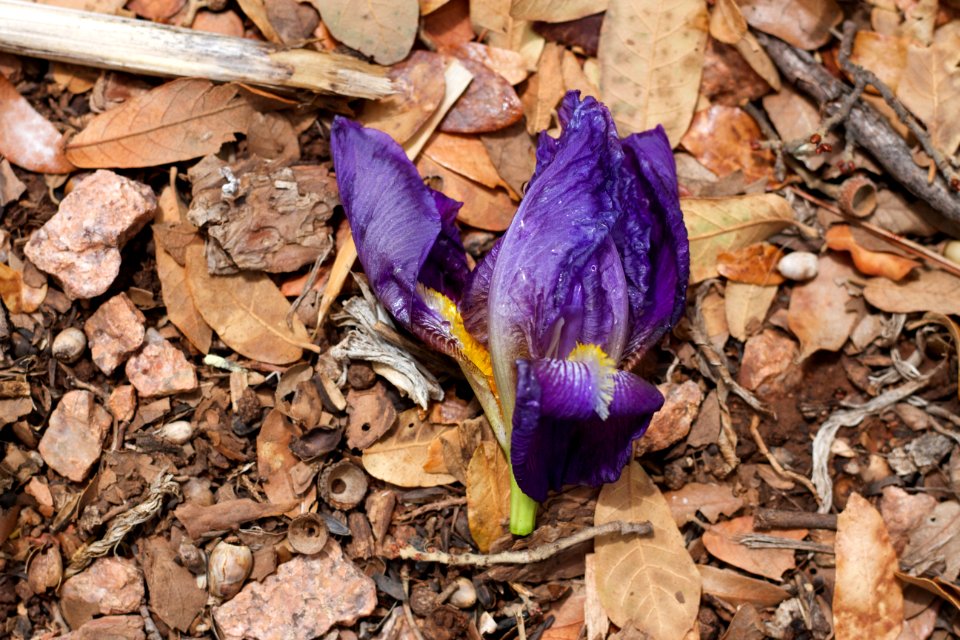 Victim of the Storm