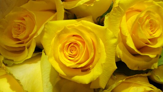 Rose yellow sea of flowers
