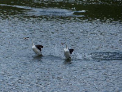 Clark's Grebe photo