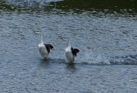 Clark's Grebe photo