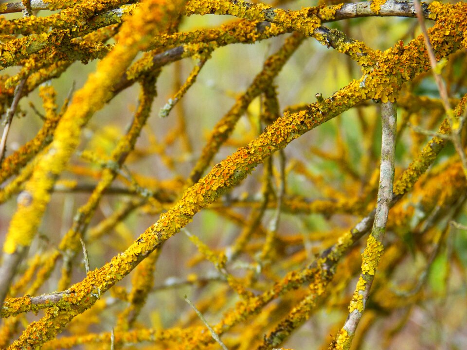 Branch orange yellow