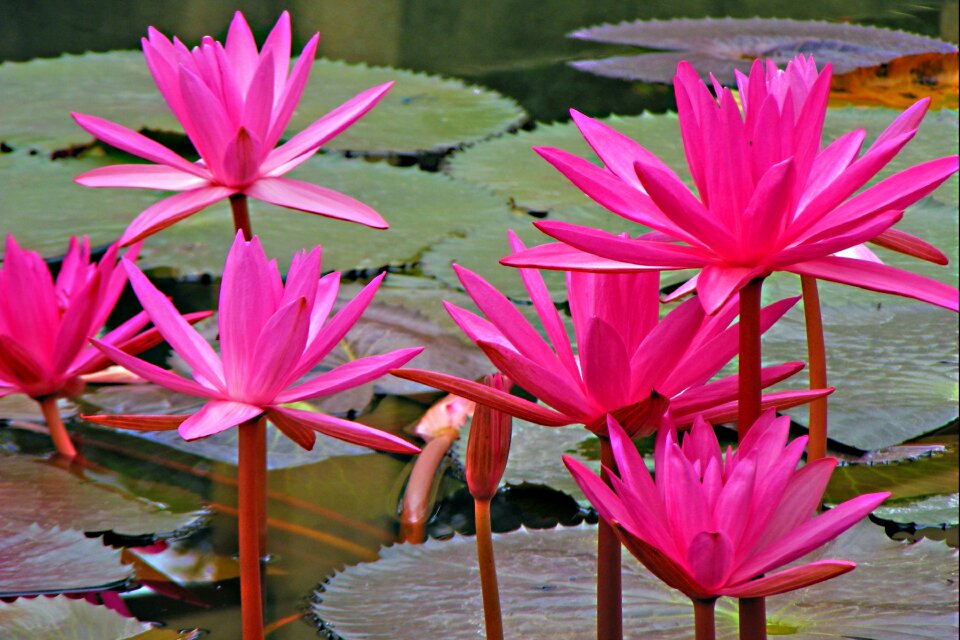Water lily flowers pink lotus
