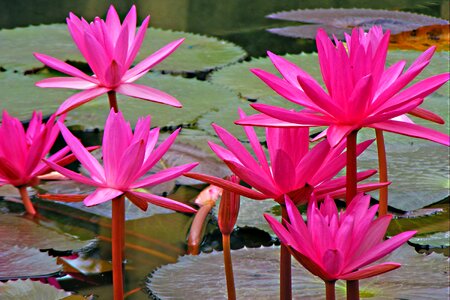 Water lily flowers pink lotus photo