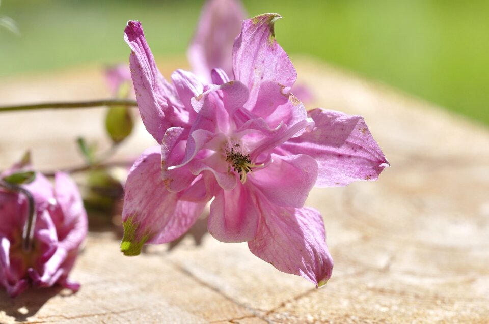 Flowers pink pastel
