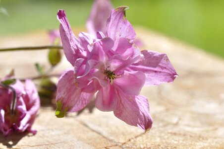 Flowers pink pastel