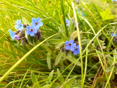 Blue wild flowers photo