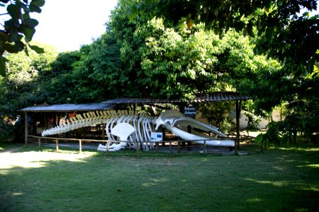 GustavoLouzada CentroEcologicoRegencia Linhares ES