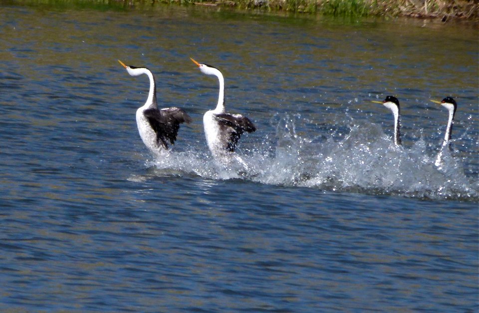 Grebe Water Dance photo