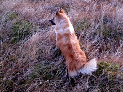 Skinna in the Grass photo