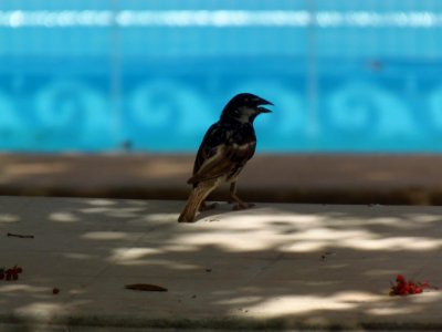 House sparrow