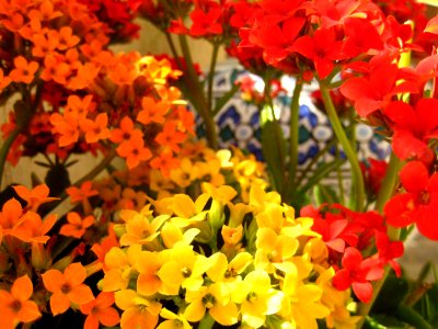 Flowers photo