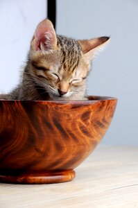 Sleeping their palate doze cat bowl photo