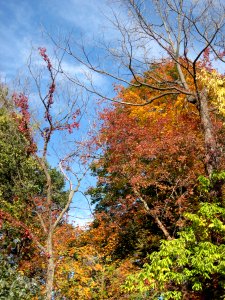 Autumn Beauty